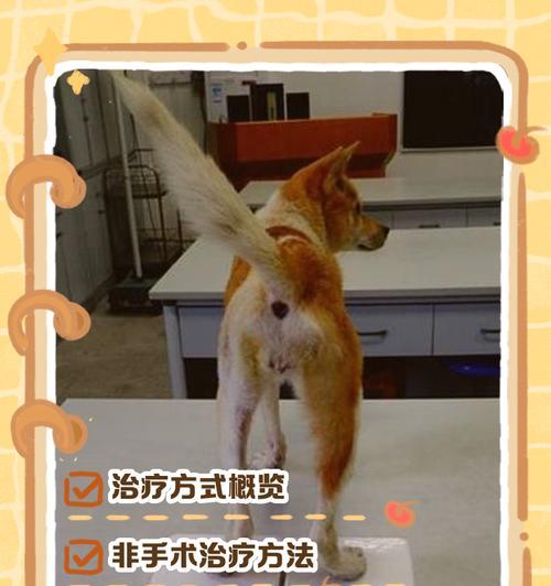 狗狗如何成为治疗犬（培养过程、训练技巧和实践方法）