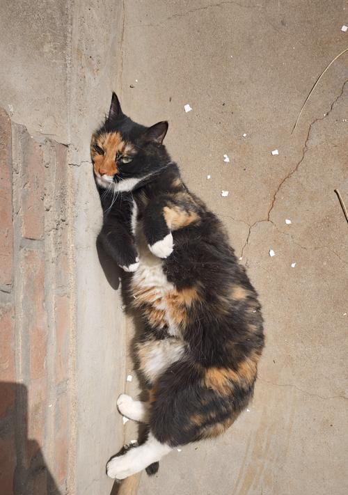 猫为什么总是四脚落地（揭秘猫咪身体结构中的平衡奥秘）