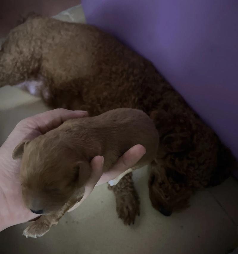 如何正确给成年狗断尾（关爱宠物健康，合理进行手术）