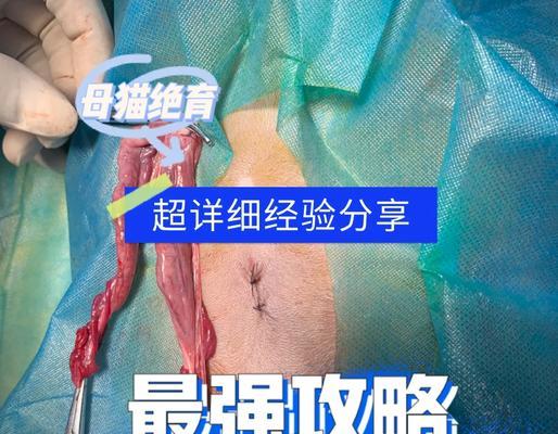 猫绝育手术后的变化（了解猫绝育手术对宠物的影响及好处）