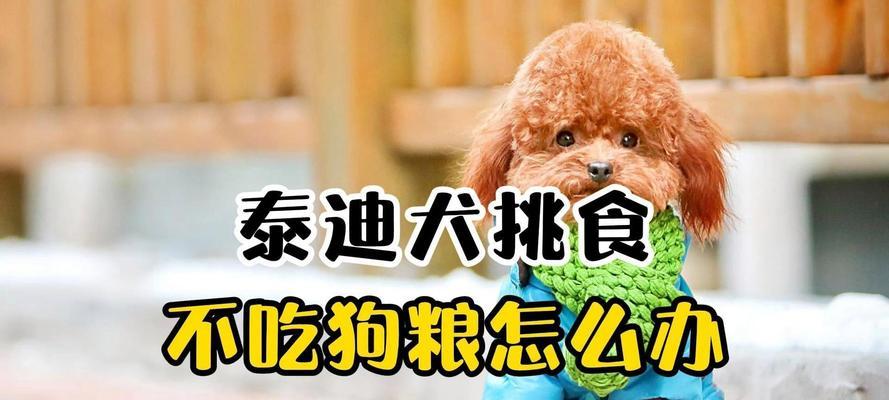泰迪狗吃多了会有什么影响？（探讨泰迪狗过量饮食的危害与预防）