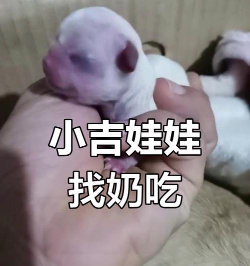 吉娃娃吃多了会有什么后果？（小狗的饮食健康关系着它们的生命安全）