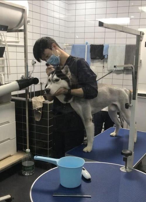 如何让你的哈士奇毛长长（掌握关键技巧，打造长毛哈士奇）