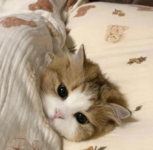 小猫是否需要被子?(小猫的睡眠环境和需求)