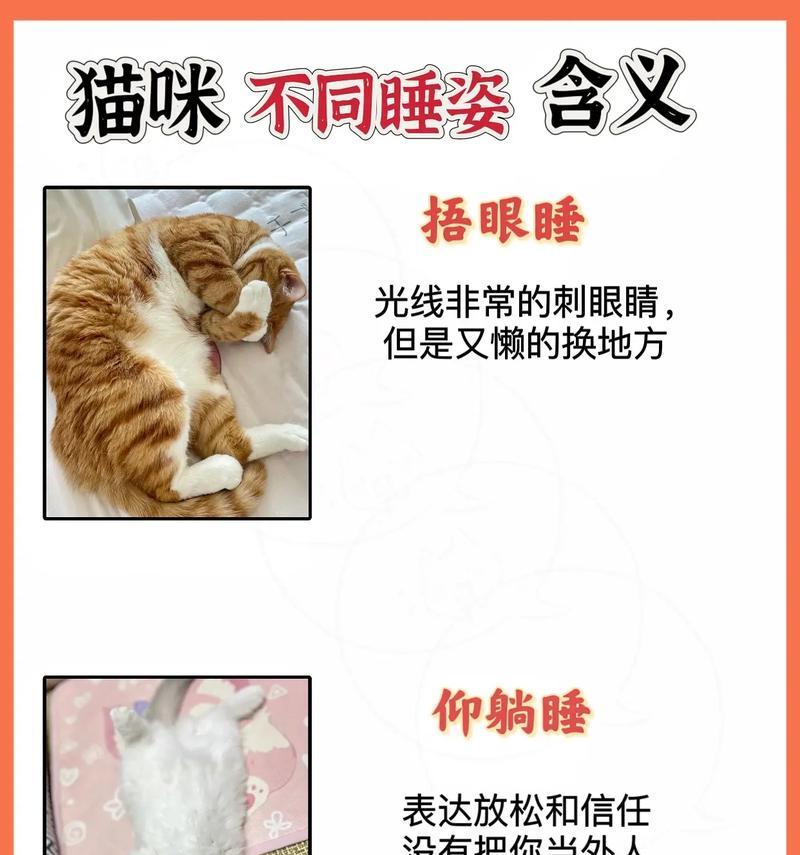 小猫是否需要被子?(小猫的睡眠环境和需求)