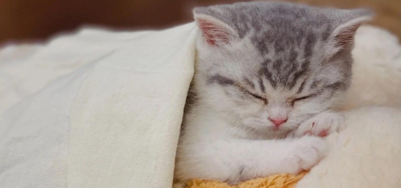 小猫是否需要被子?(小猫的睡眠环境和需求)