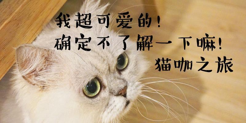 成年猫的合理喂食时间和分量(养猫要掌握的关键——科学喂食法)