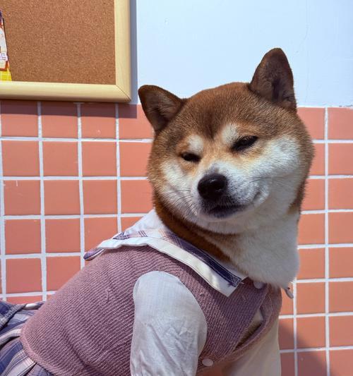 如何解决比熊犬过度依赖主人的问题（让你的比熊犬更独立自主）