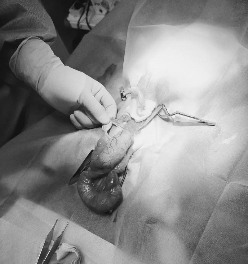 从公兔角度出发，探讨如何吸引母兔尿毛的技巧（公兔的默默努力，让母兔尿毛变得简单易行）