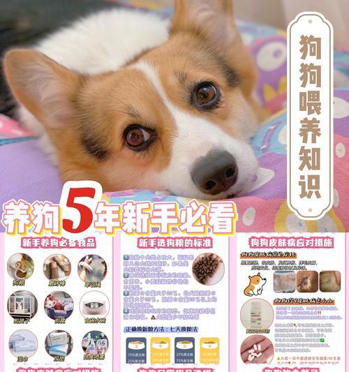 通过狗进行测试的方法与应用（狗作为测试对象的优势及实际应用案例）