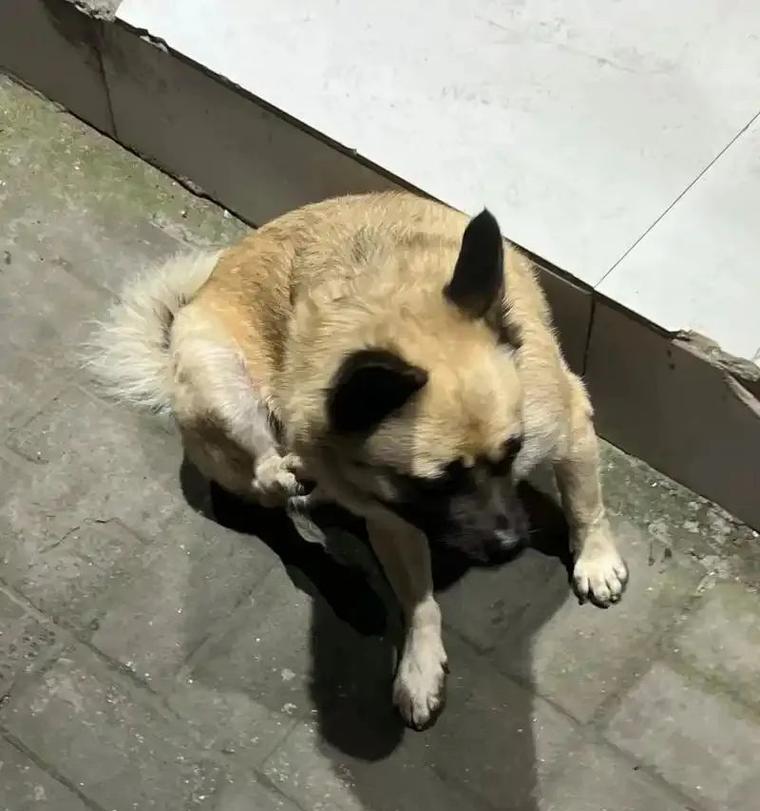 金毛身上痒痒的原因及解决方法（为什么金毛会感到痒痒？如何缓解金毛的不适？）
