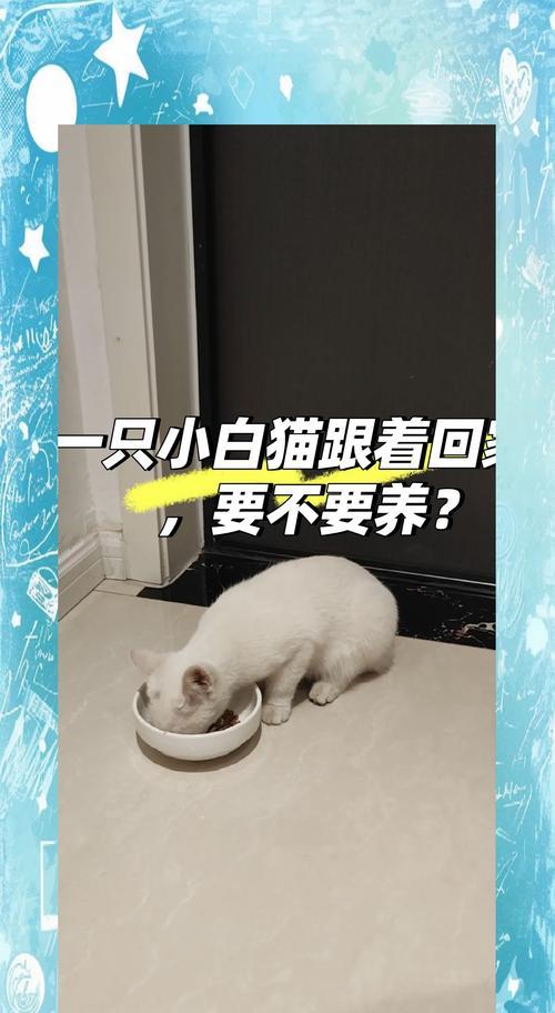 不亲人的猫饿几天有用吗？（探究不亲人的猫长时间饥饿对驯化的影响）