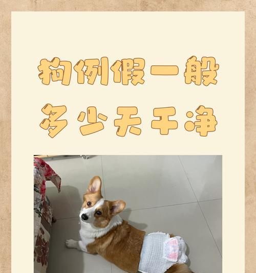 狗狗淋雨后怎么办？（关爱宠物，让狗狗顺利度过雨天）