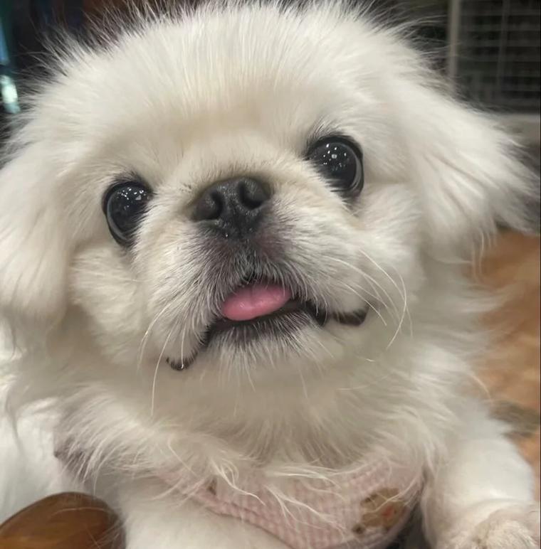 可怜巴巴的京巴狗狗（京巴狗狗被剃光毛，无助地仰望窗外，心情低落不已。）