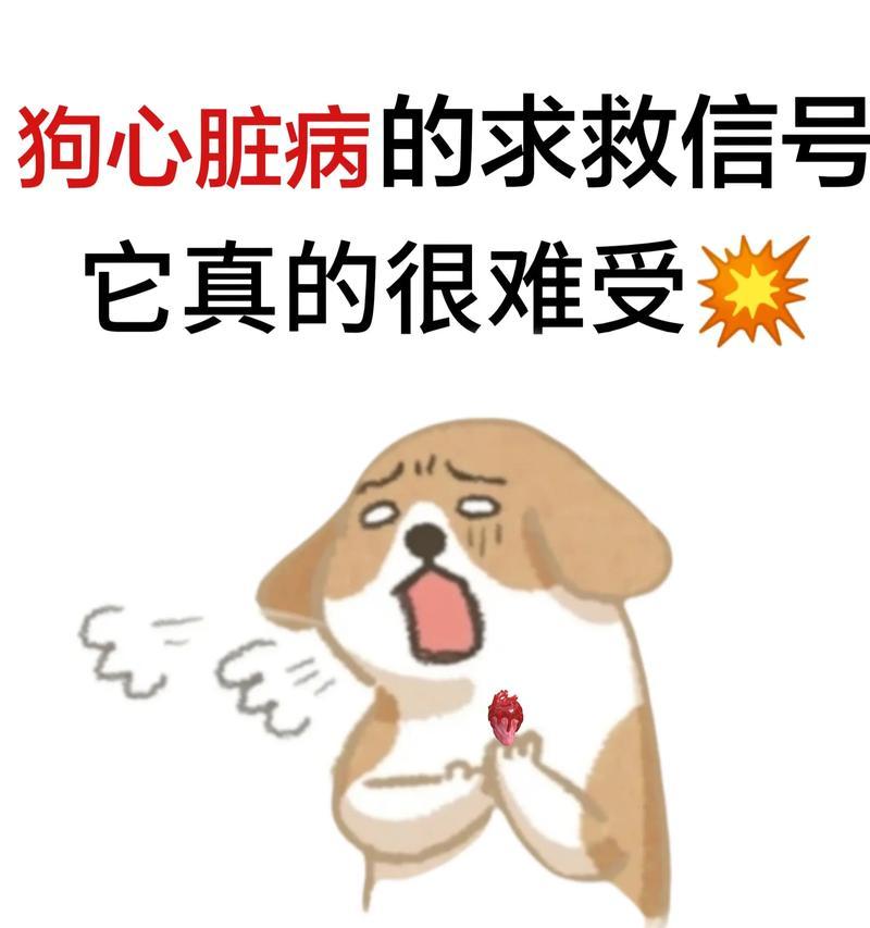 狗狗心脏病的症状和治疗方法（了解狗狗心脏病的常见症状及如何进行有效治疗）
