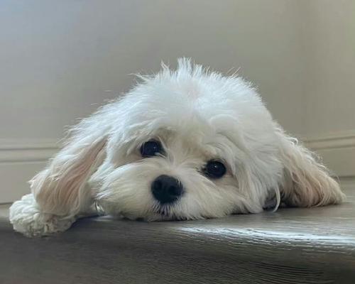 农村抓兔子的狗——猎兔犬（传统农村狩猎助手，猎兔犬的特点和训练要点）