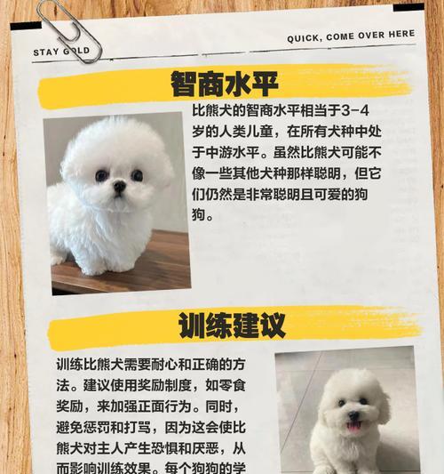 比熊犬养护之道（打造幸福比熊家庭生活）