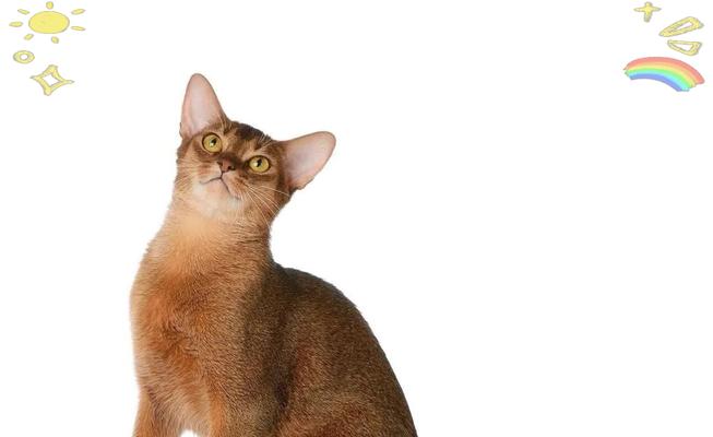 阿比西尼亚猫饲养注意事项（养一只快乐的阿比西尼亚猫从这里开始）