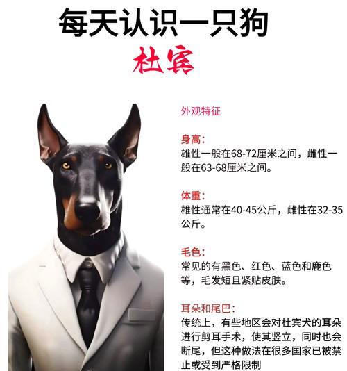 迷你杜宾犬（品质出众的迷你杜宾犬，适合家庭的理想选择）