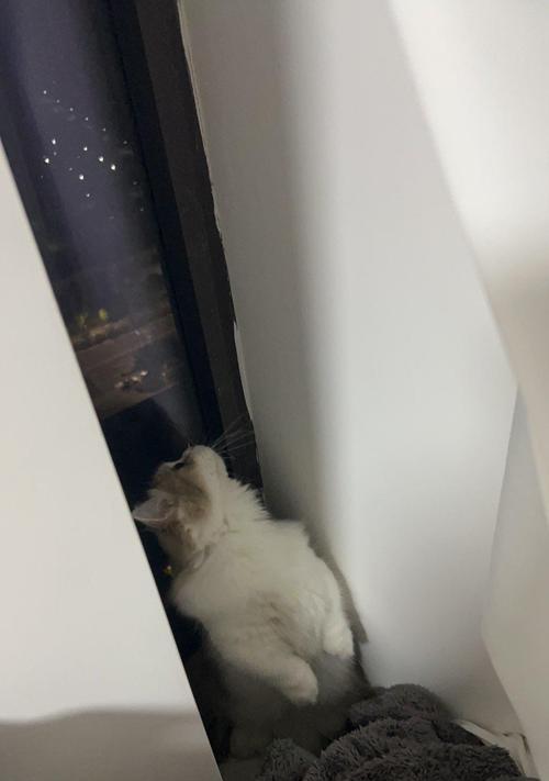 猫咪失踪（宠物猫咪突然消失，家人陷入迷惑和焦虑，寻找线索的故事）