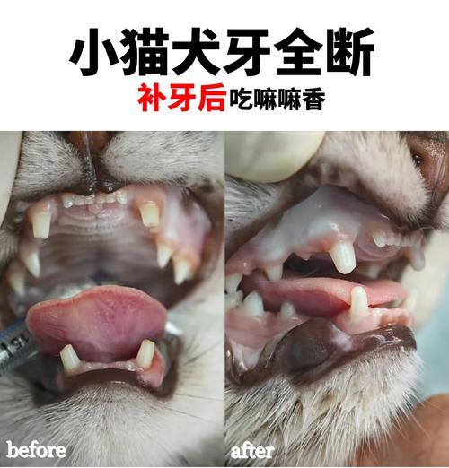 犬牙断了一半，应如何处理？（以犬牙断了一半怎么办，快速处理方法大揭秘！）