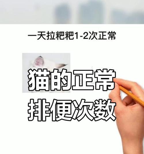 小奶猫的尿失禁问题（撒尿成了习惯，猫咪的健康受困）