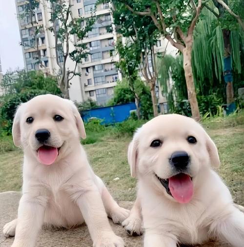 如何科学喂养2个月大的拉布拉多幼犬（宠物狗幼崽的成长需要有规律的饮食和护理）