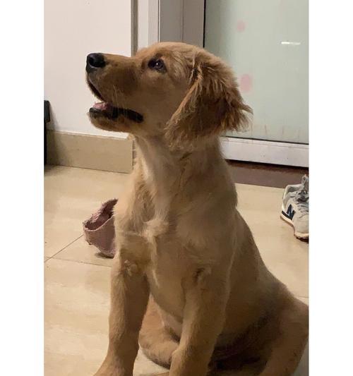 拉布拉多四个月的成长之旅（探索拉布拉多宝宝的喜悦和挑战）