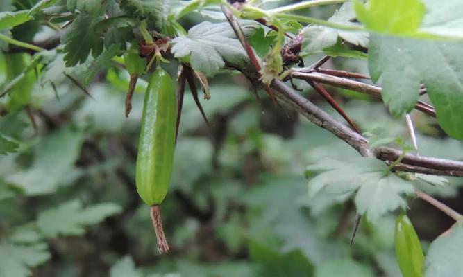 以猫包衣吃了有什么功效？（探寻以猫包衣的神奇效果）