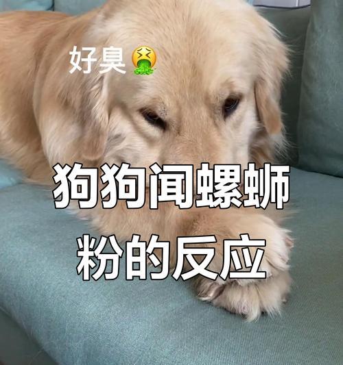 如何有效处理小狗粉鼻头问题（呵护小狗粉嫩鼻头的秘诀）