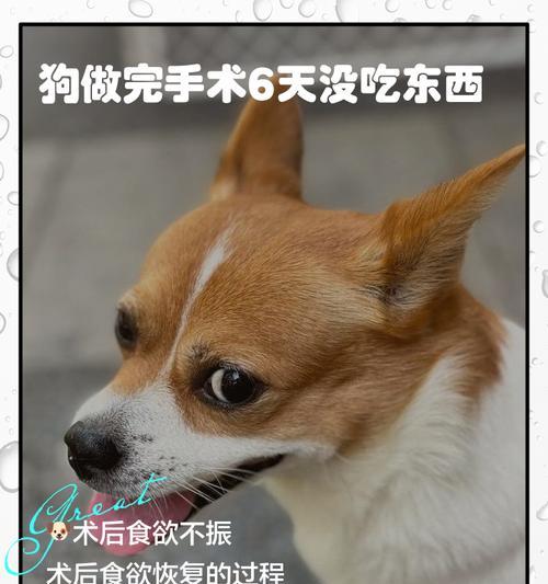小狗不吃饭怎么办？——解决小狗饮食问题的方法（小狗为什么不吃饭？如何引导小狗恢复正常饮食？）