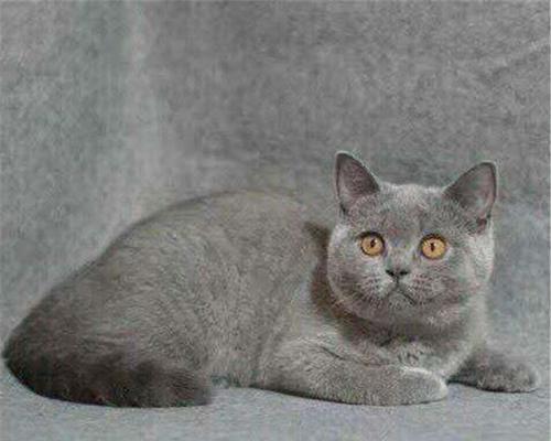 浅灰色的英短，是蓝猫吗？（探索浅灰色英短的猫咪身份之谜）