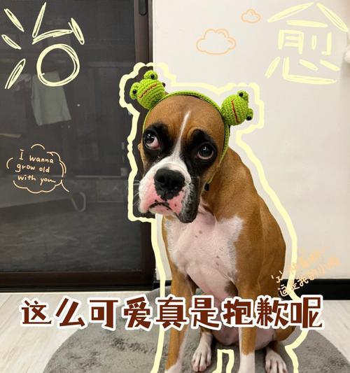 如何处理家中小狗对我的恐惧问题（小狗对我产生恐惧的原因及解决方法）