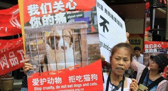 禁食猫狗的国家情况调查（保护动物禁止食用，一览全球禁食猫狗的国家）