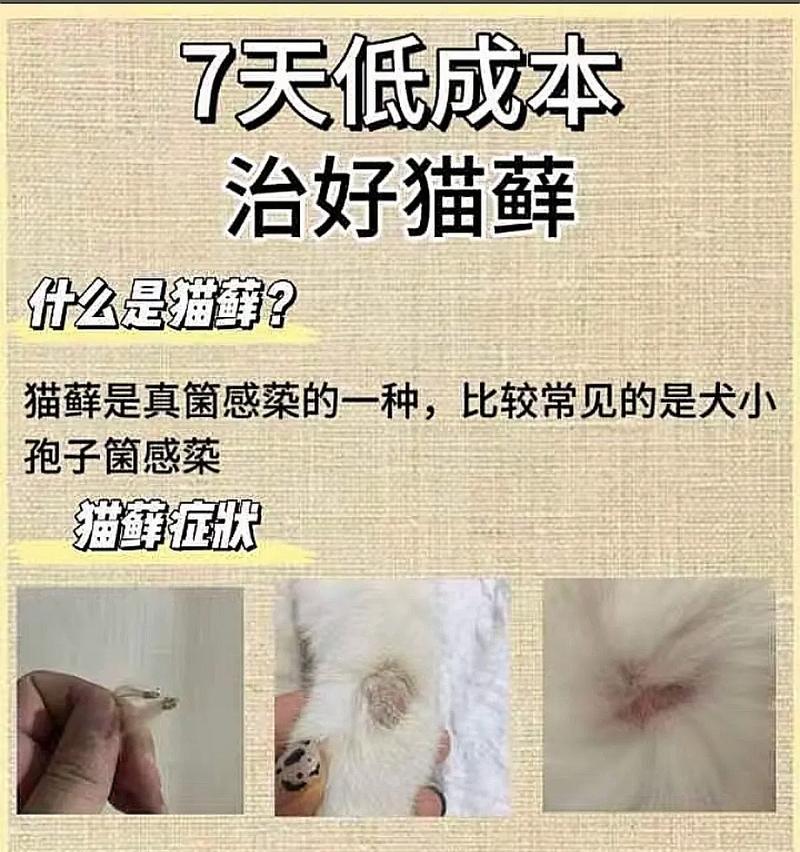 猫咪身上的神秘香气（揭开猫咪身上香气的秘密）