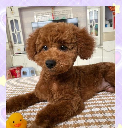 幼犬剃完胎毛后需要多久才能长出新毛？（探究幼犬剃毛后新毛的生长周期和保护措施）