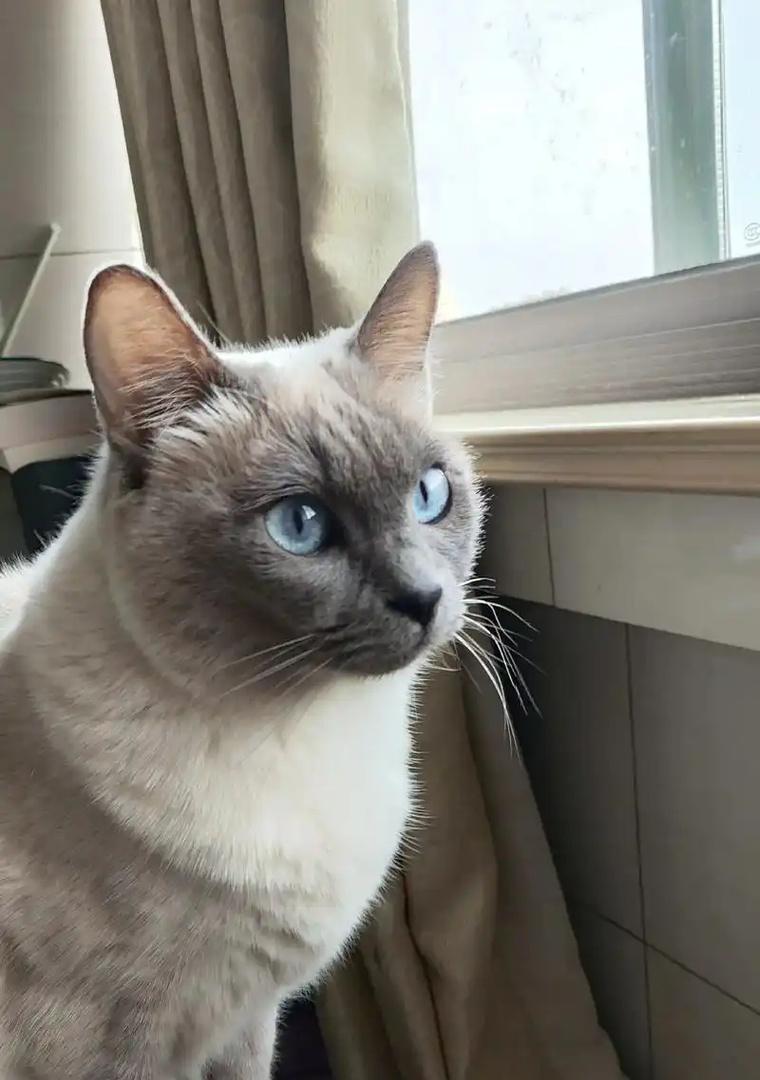 如何判断一只暹罗猫的纯度？（掌握这些关键信息，准确判断暹罗猫的血统）