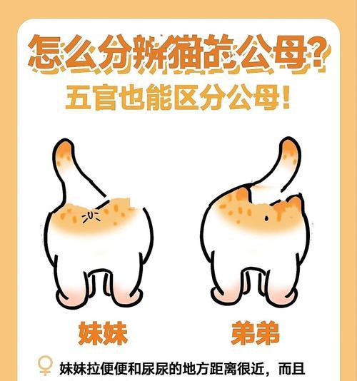 如何分辨母猫和公猫（识别母猫和公猫的关键特征）