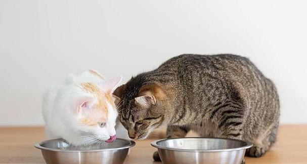 猫食生鸡蛋的影响及注意事项（解析猫咪食用生鸡蛋的利与弊）