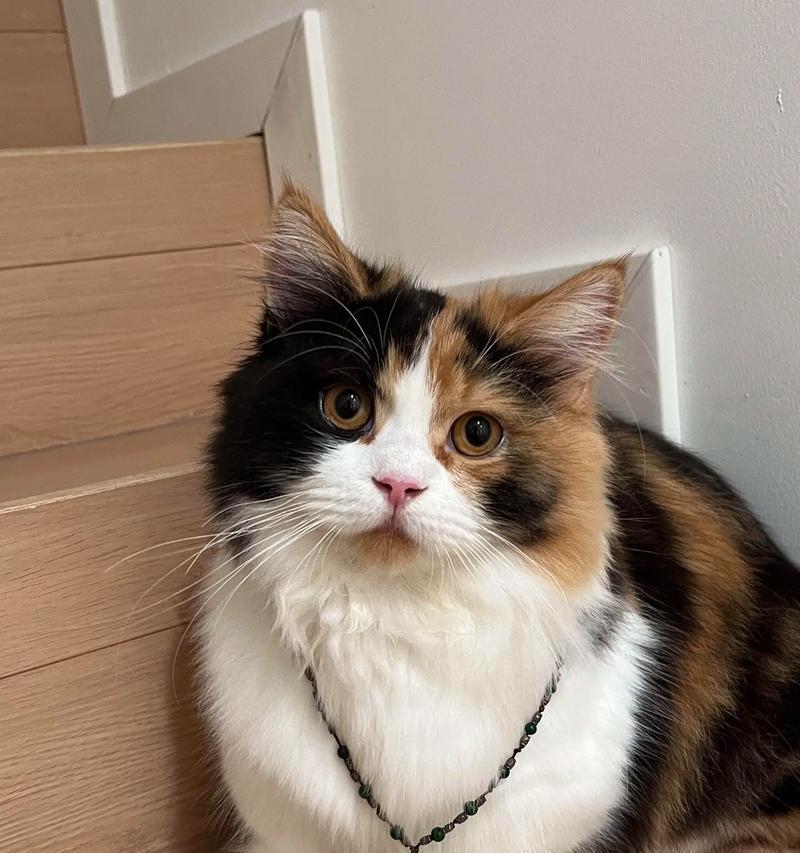 魅力十足的黑白花长毛猫咪——你了解吗？（探索长毛猫咪品种中的独特之处）