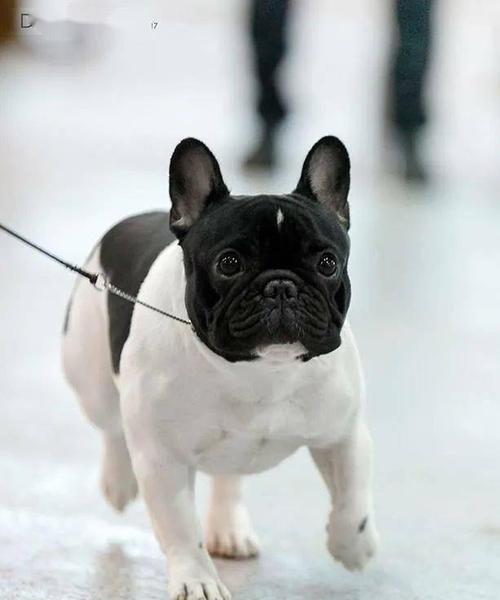 法国斗牛犬颜色排行榜（揭示法国斗牛犬颜色的多样性及其在犬类界的地位）