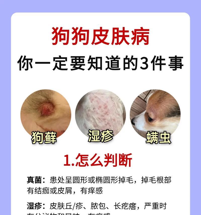 小狗长螨虫，如何识别和应对？（了解小狗长螨虫的症状及其防治方法）