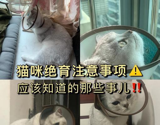 公猫绝育后一直叫，原因和应对方法（解读公猫绝育后持续叫声的背后原因，以及如何缓解这种情况）